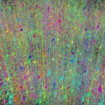 The Mind Wiki