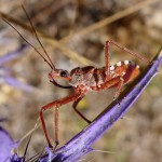 Assassin Bug picture